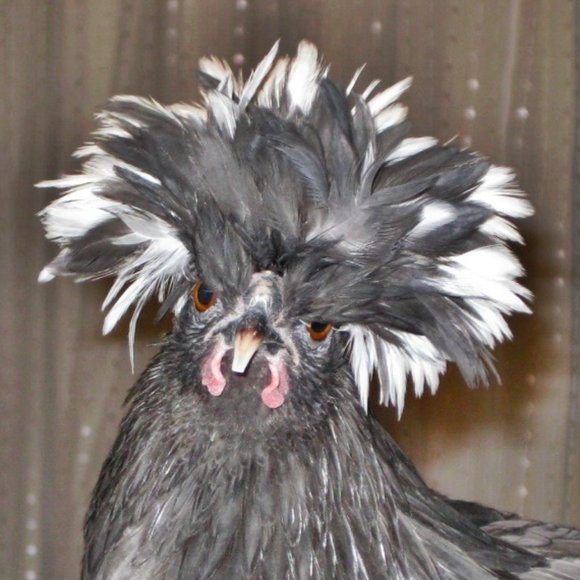 Meet your Posher, Samantha aka Toybarons. - Picture 1 of 1